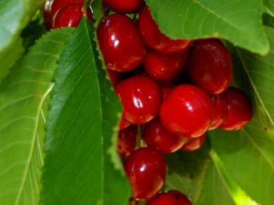 Cherry, Fruit, Berry, Natural Foods photo