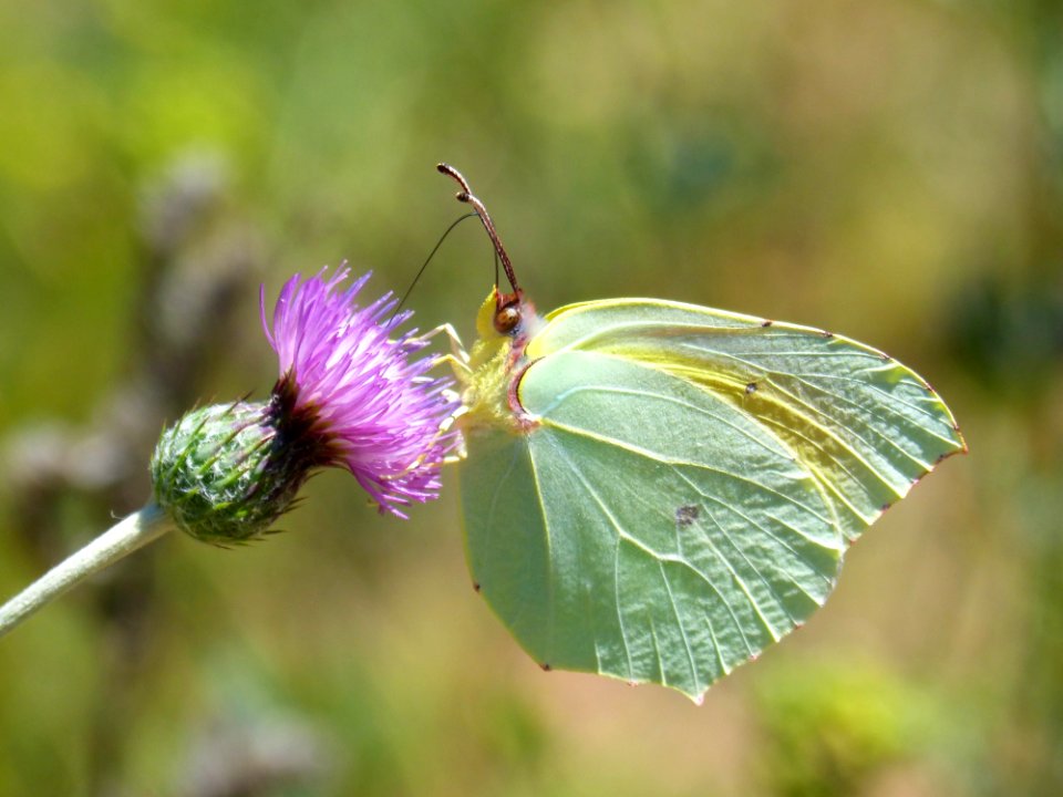 Butterfly, Insect, Moths And Butterflies, Brush Footed Butterfly