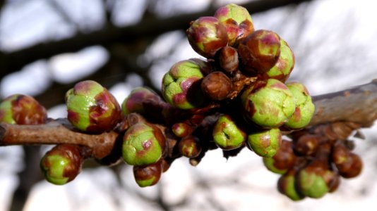 Bud, Fruit, Branch