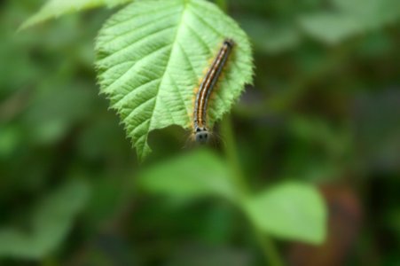 Larva, Leaf, Vegetation, Insect
