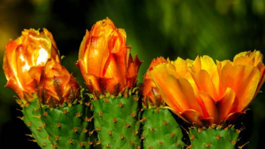 Plant, Vegetation, Flowering Plant, Cactus