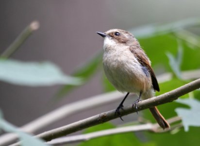 Bird, Fauna, Beak, Wren