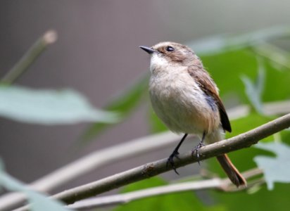 Bird, Fauna, Beak, Wren photo