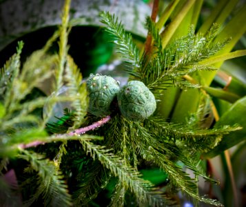 Tree, Pine Family, Branch, Close Up
