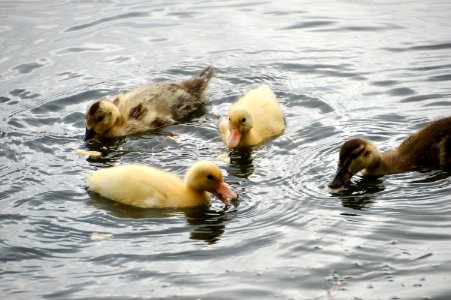 Duck, Bird, Water Bird, Fauna photo