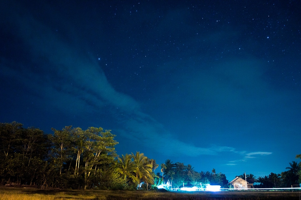 Blue long exposure palms