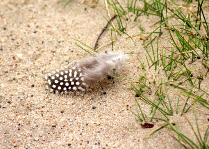 Fauna, Wildlife, Organism, Terrestrial Animal