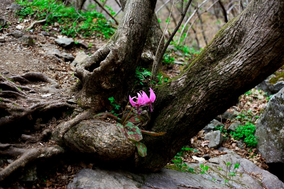 Plant, Tree, Flora, Branch