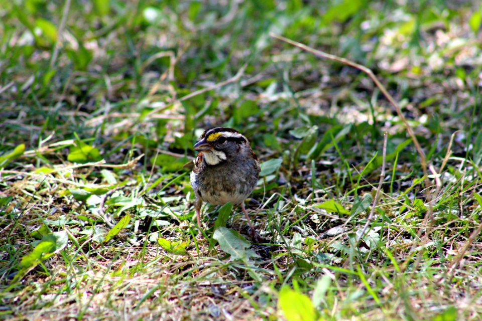 Bird, Fauna, Beak, Sparrow