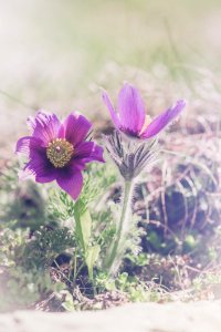 Flower, Purple, Flora, Plant photo