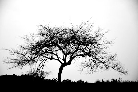 Tree, Sky, Black And White, Branch