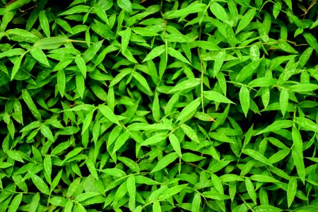 Plant, Grass, Leaf, Groundcover