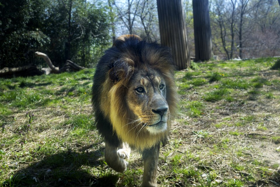 Wildlife, Lion, Fauna, Grass