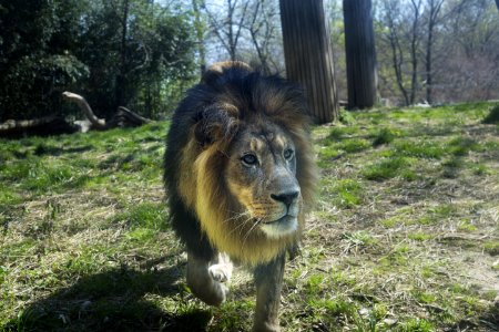 Wildlife, Lion, Fauna, Grass
