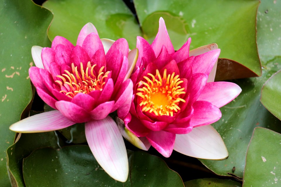 Flower, Plant, Flora, Sacred Lotus