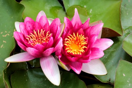 Flower, Plant, Flora, Sacred Lotus