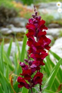 Plant, Flower, Flora, Flowering Plant