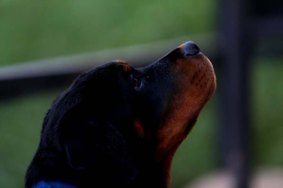 Dog, Dog Like Mammal, Mammal, Dog Breed
