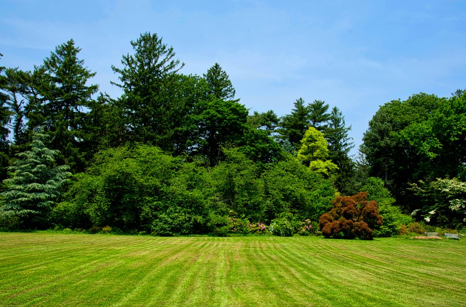 Vegetation, Nature, Tree, Lawn