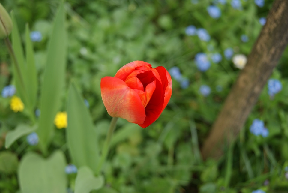 Tulip flowers nature