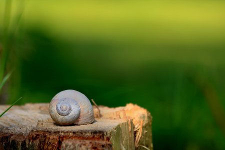 Snail, Snails And Slugs, Grass, Close Up