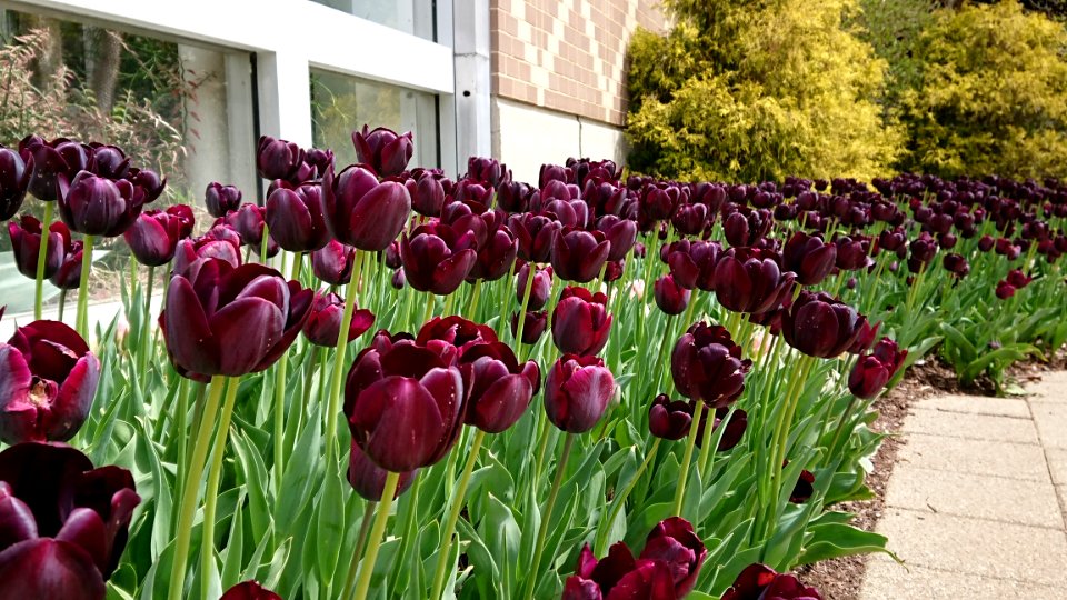 Flower, Plant, Flowering Plant, Tulip photo