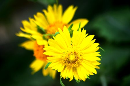 Flower, Yellow, Flora, Wildflower photo