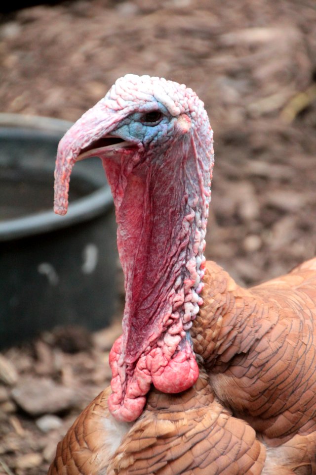 Beak, Galliformes, Turkey, Wild Turkey