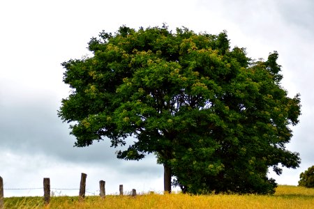 Tree, Woody Plant, Sky, Vegetation
