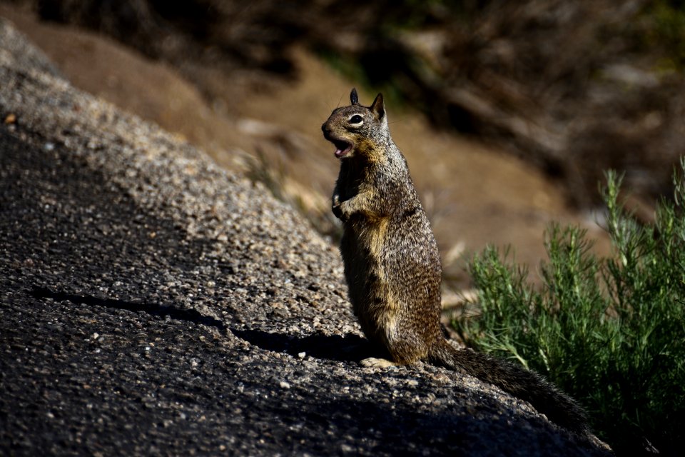 Wildlife, Fauna, Mammal, Squirrel