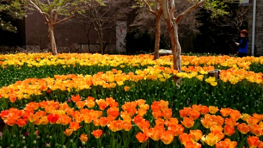 Plant, Flowering Plant, Flower, Botanical Garden