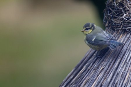 Bird, Fauna, Beak, Finch photo