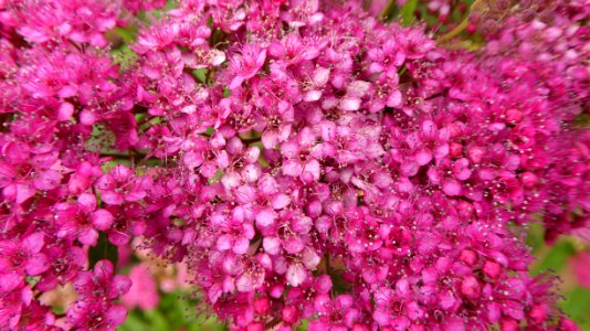 Pink, Plant, Flower, Flora