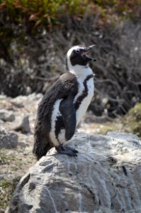 Penguin, Fauna, Flightless Bird, Bird