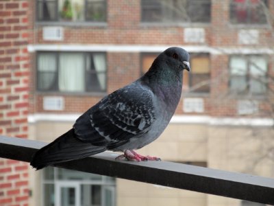 Pigeons And Doves, Bird, Beak, Fauna