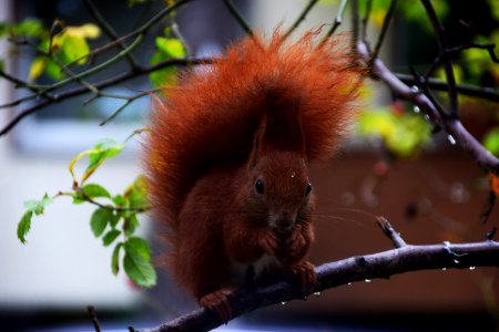 Fauna, Mammal, Squirrel, Branch photo