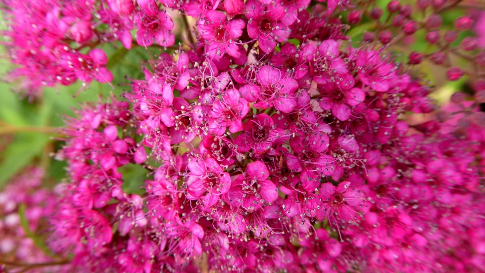 Pink, Plant, Flower, Flora photo