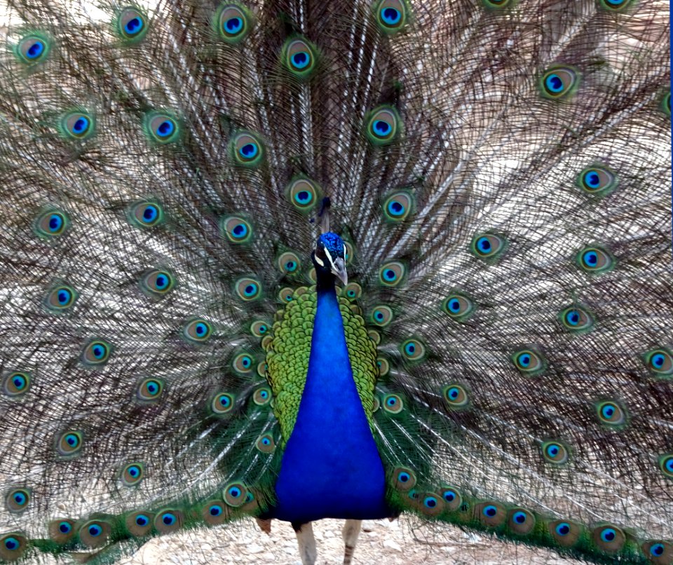 Peafowl, Feather, Galliformes, Phasianidae