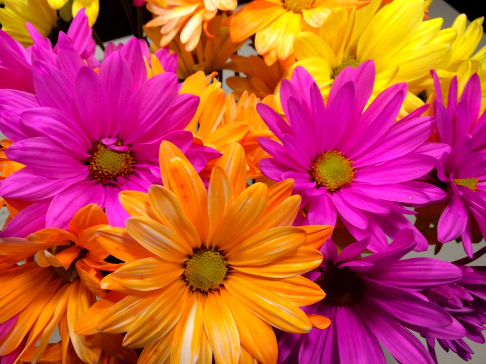 Flower, Yellow, Purple, Flora