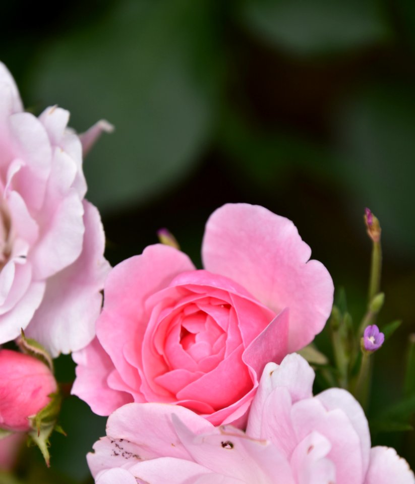 Flower, Rose Family, Pink, Rose