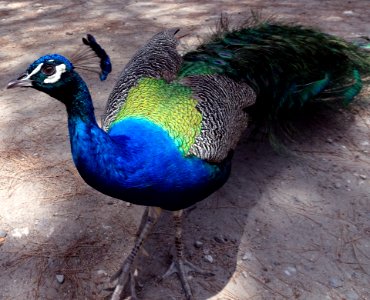 Peafowl, Bird, Galliformes, Beak