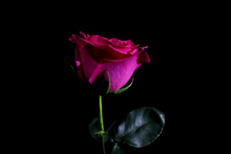 Flower, Rose Family, Pink, Rose