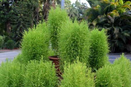 Plant, Vegetation, Tree, Grass