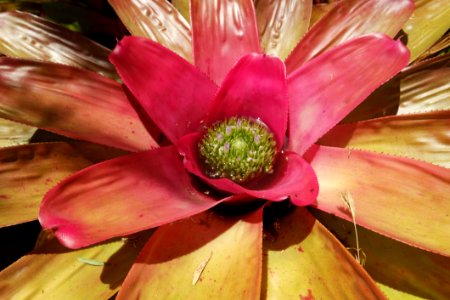 Flower, Plant, Flora, Close Up
