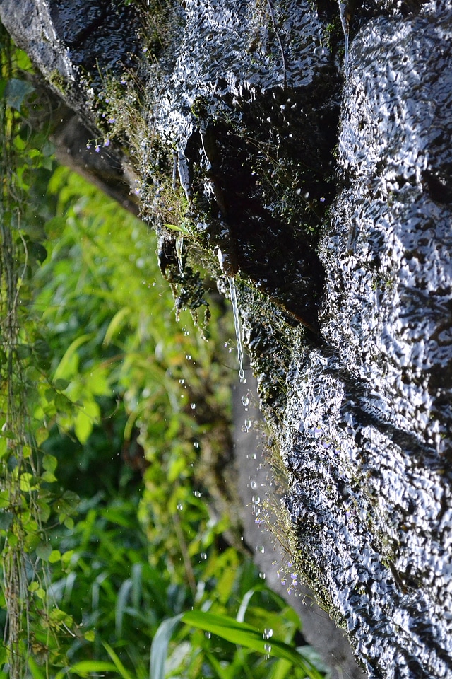 Spring wet vegetation