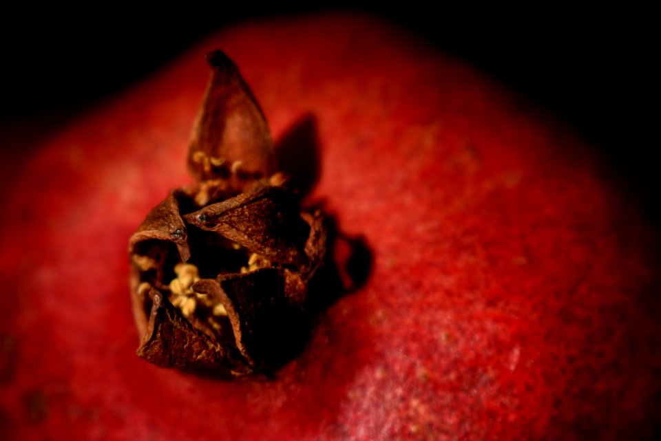 Macro Photography, Close Up, Still Life Photography, Computer Wallpaper