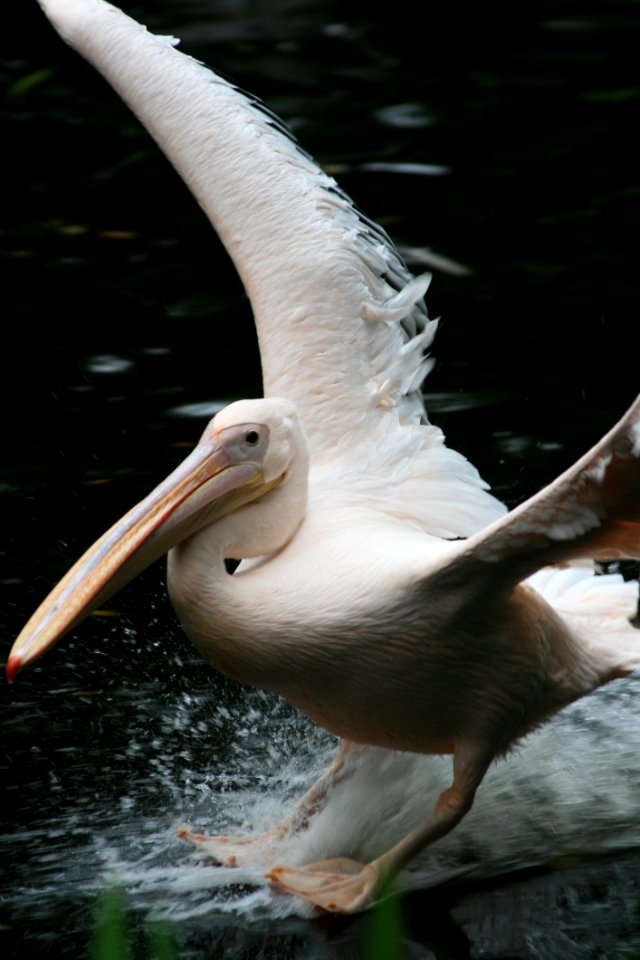 Pelican, Beak, Bird, Seabird