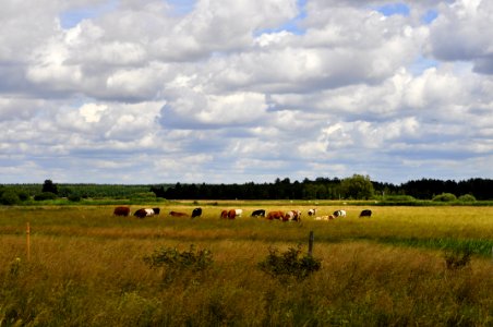 Grassland, Sky, Cloud, Field