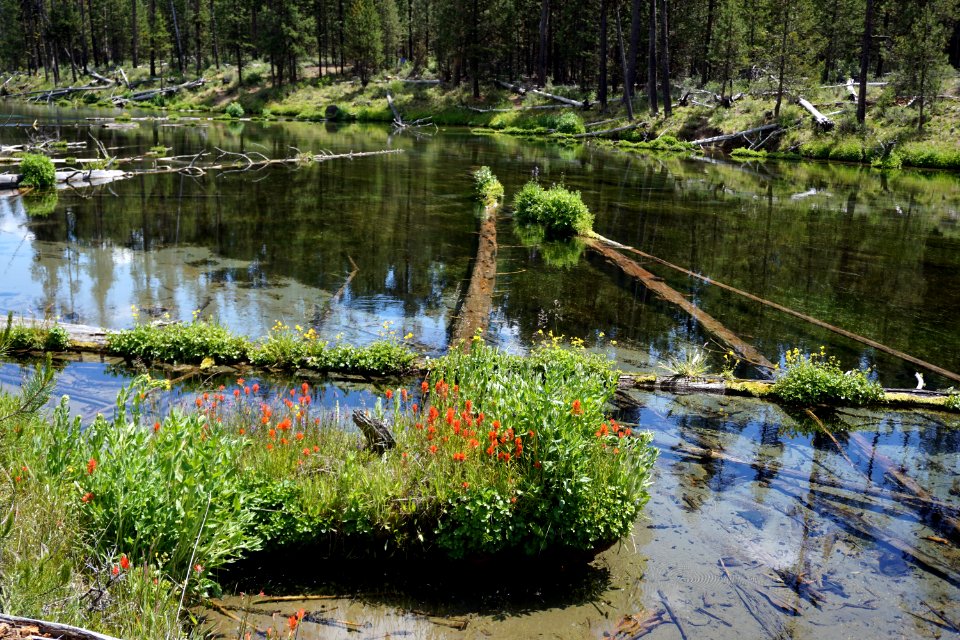 Reflection, Water, Nature, Wetland