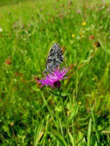 Butterfly, Moths And Butterflies, Lycaenid, Insect photo